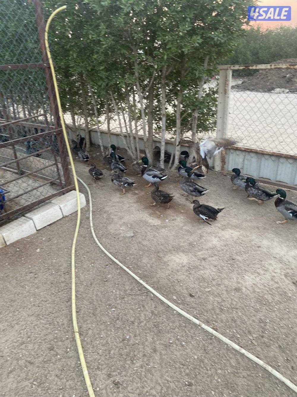 للبيع أزواج بط خضاري0