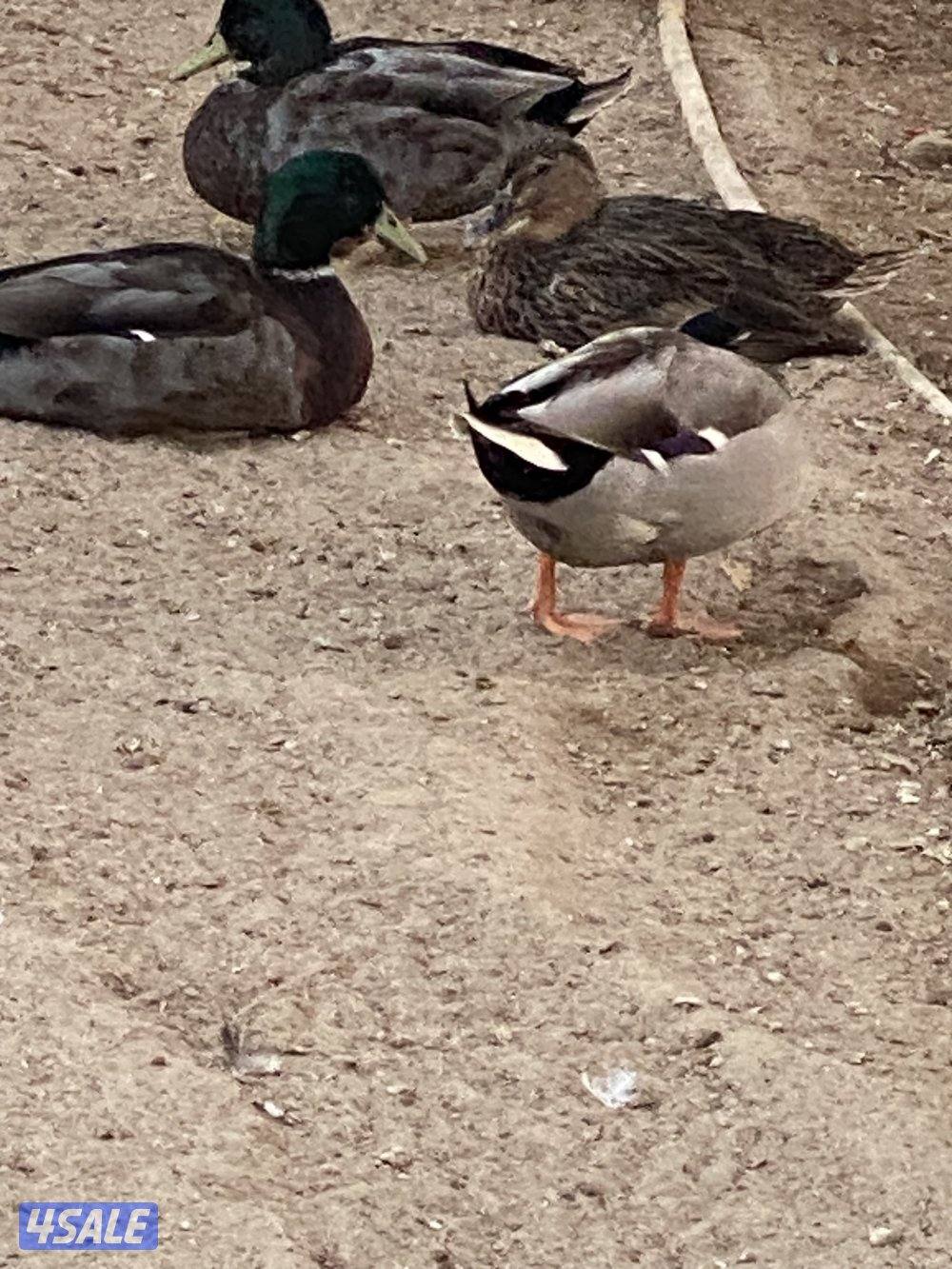 للبيع أزواج بط خضاري2