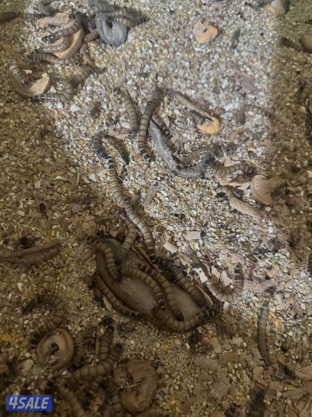 دود حي قبابي1