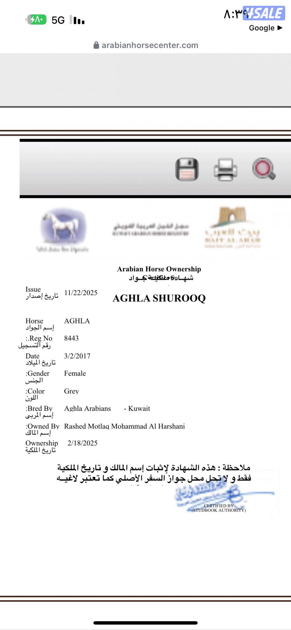 فرس مصرية بيور0