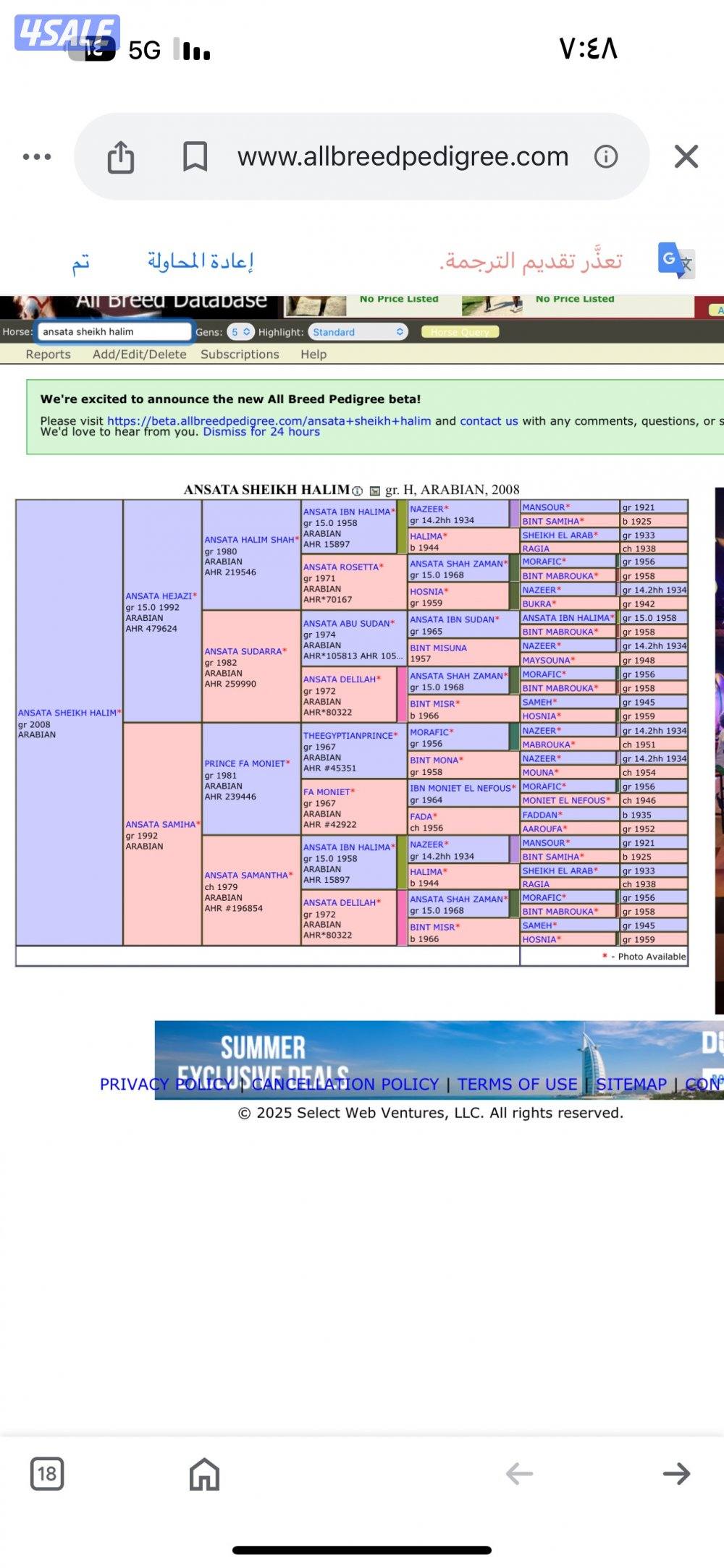 فرس مصرية بيور1