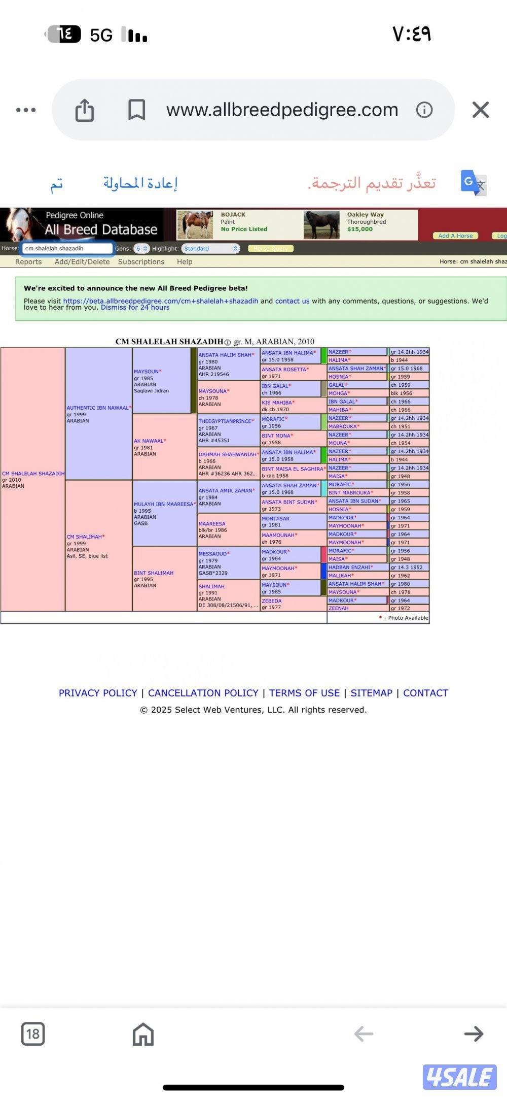 فرس مصرية بيور2