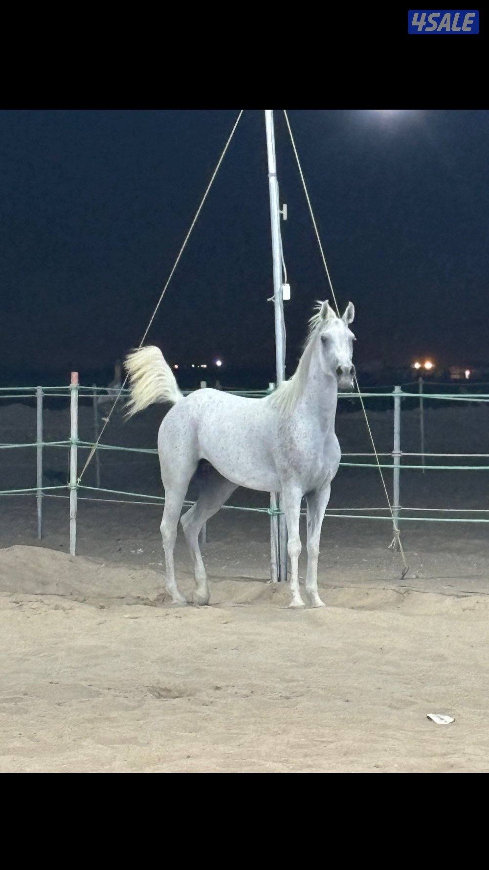 فرس مصرية بيور3