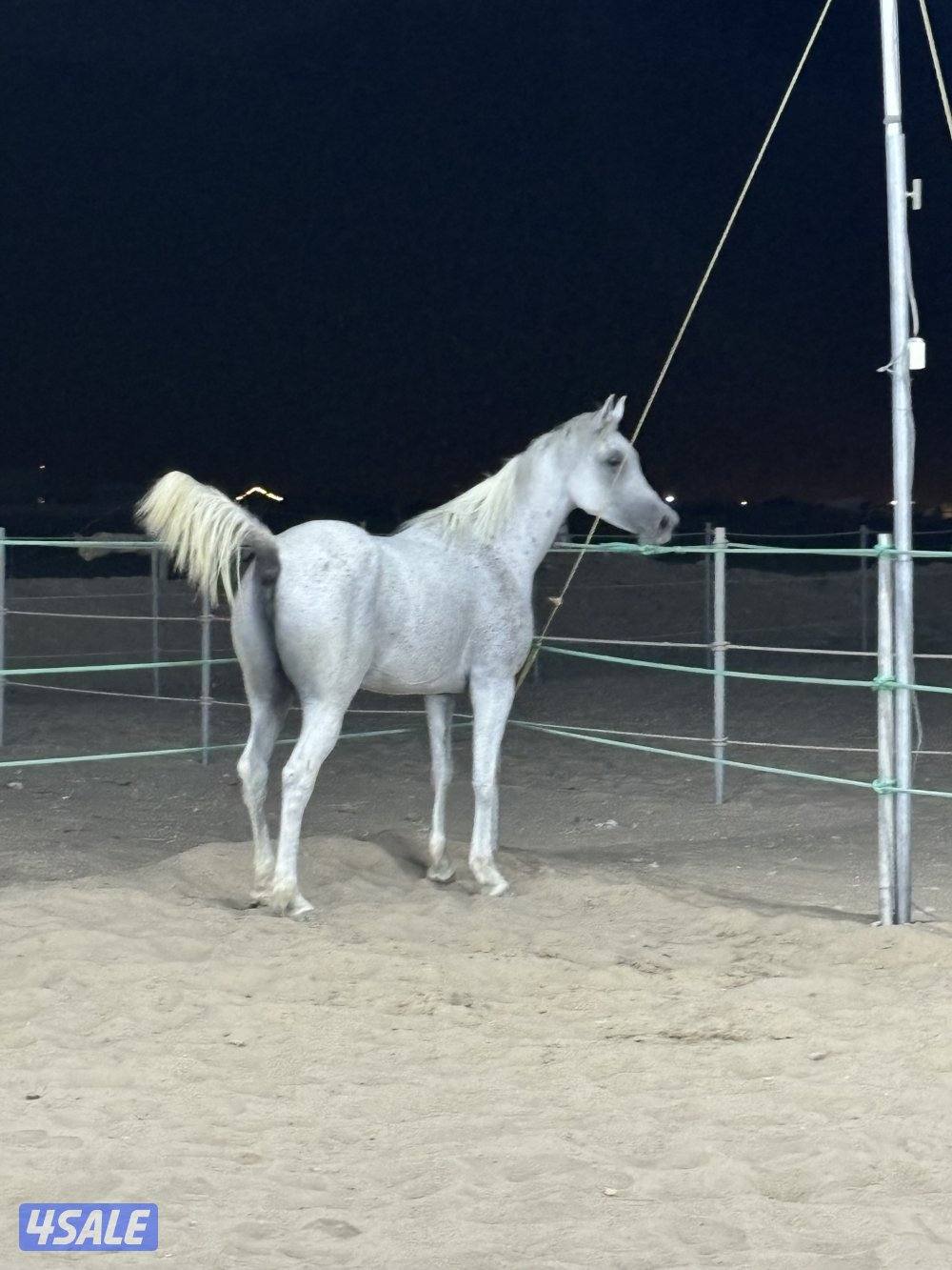 فرس مصرية بيور4