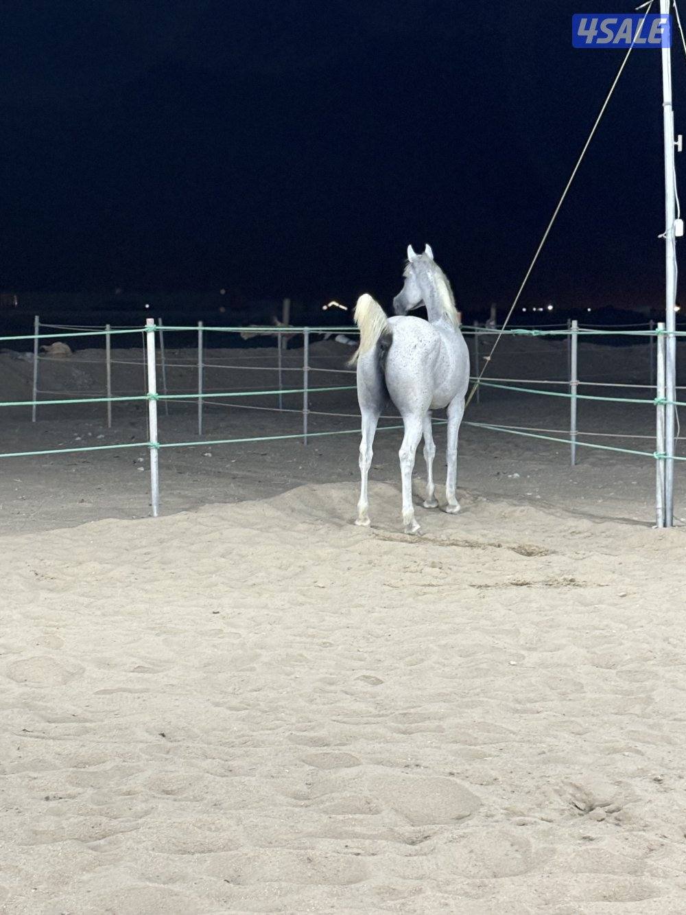 فرس مصرية بيور5