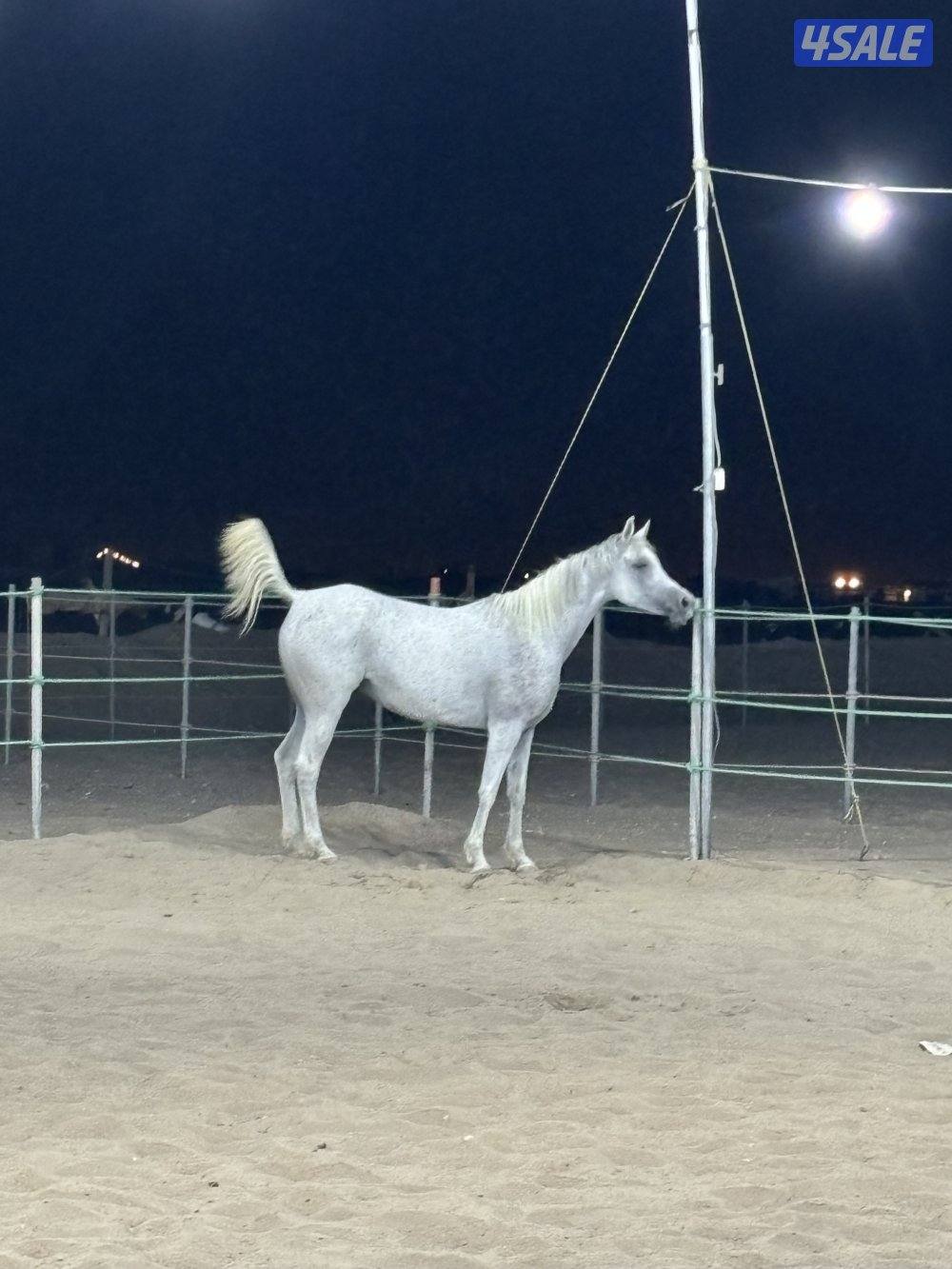 فرس مصرية بيور7