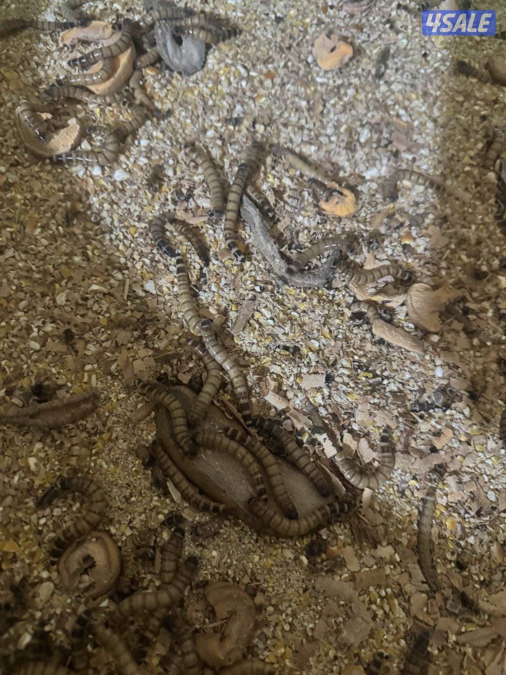 دود حي قبابي0