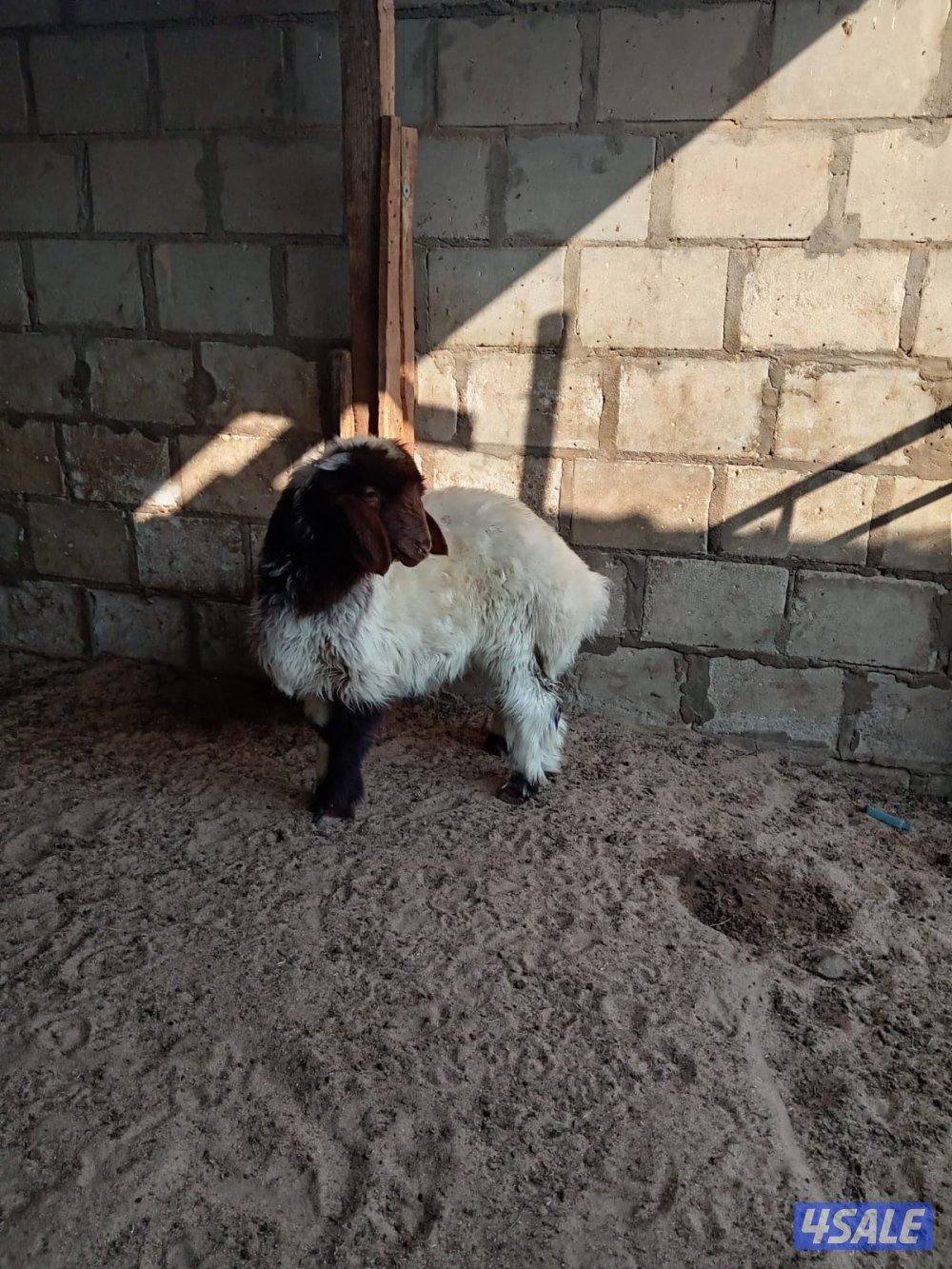 للبيع خروف هرفي العبدلي0