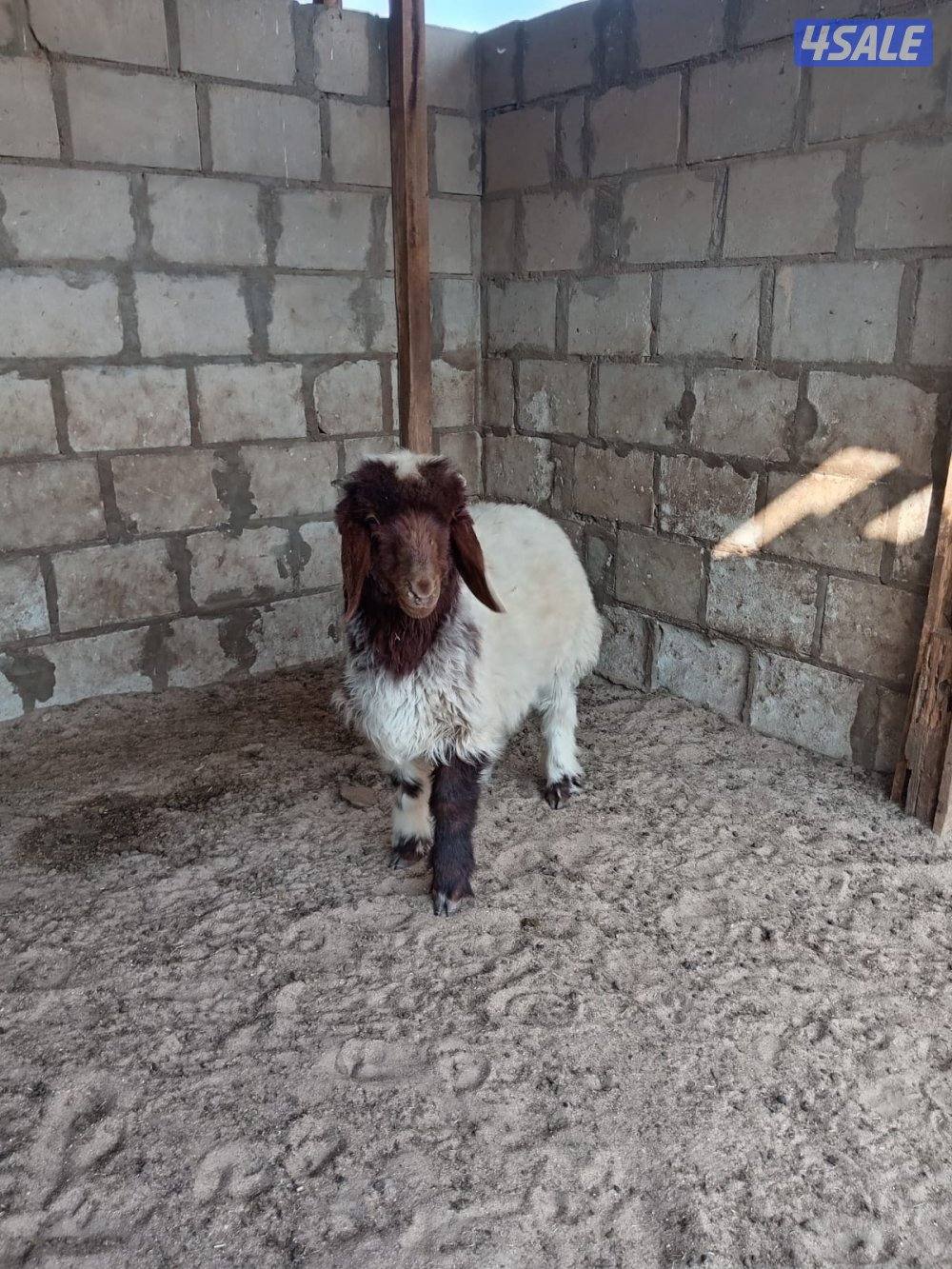 للبيع خروف هرفي العبدلي1