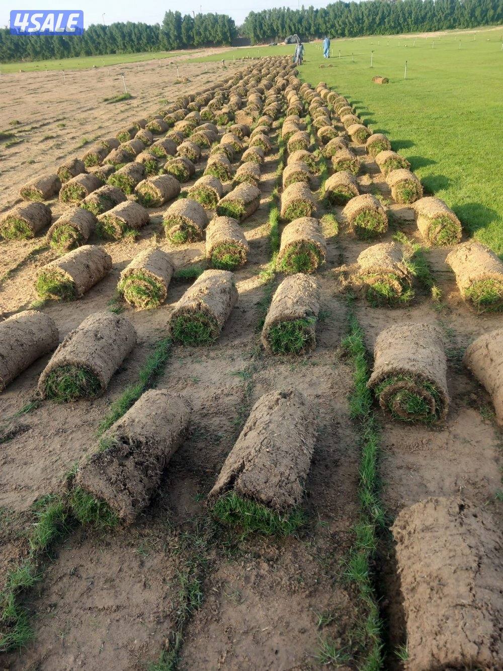 تنسيق حدائق1