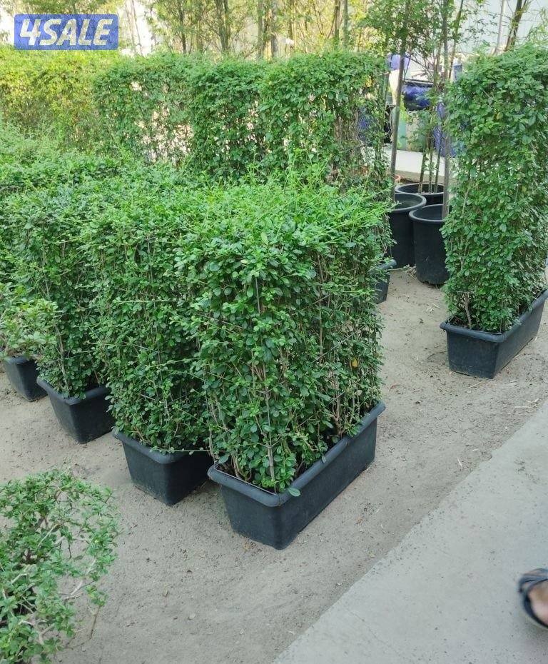 تنسيق حدائق9