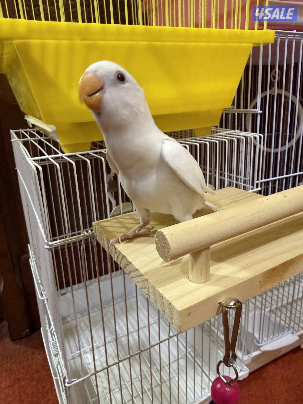 للبيع لوفبيرد ربوه نهاية عس الطير يصلح حق اليهال والكبار1