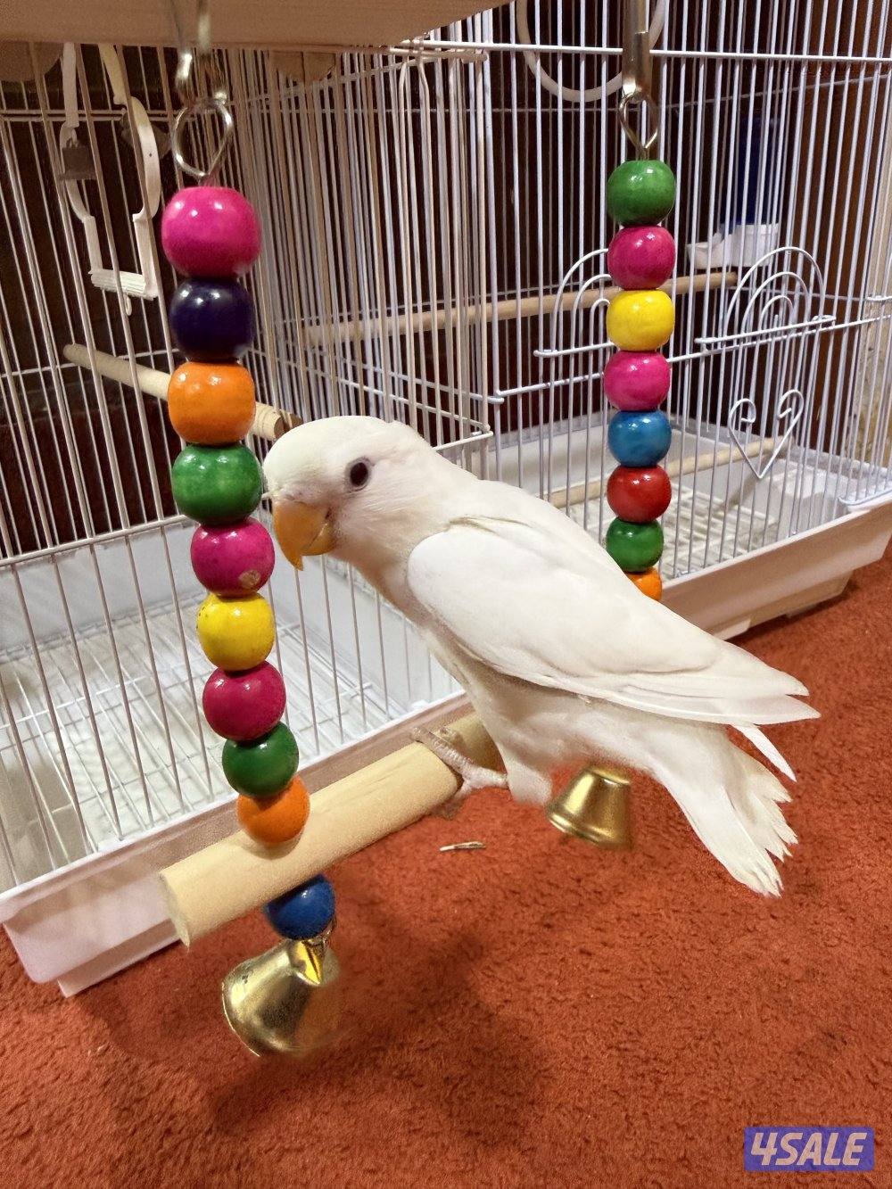 للبيع لوفبيرد ربوه نهاية عس الطير يصلح حق اليهال والكبار2