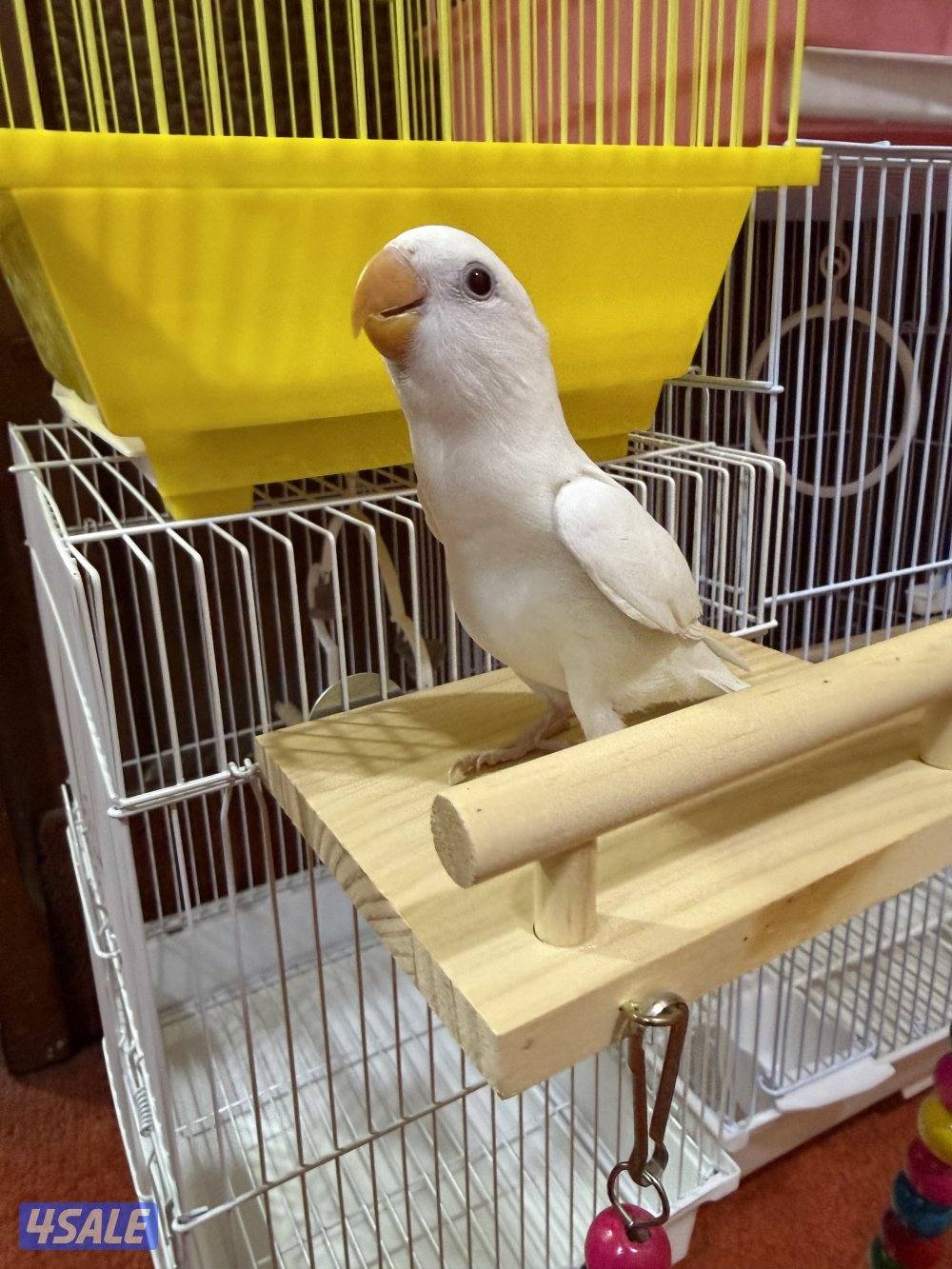 للبيع لوفبيرد ربوه نهاية عس الطير يصلح حق اليهال والكبار3