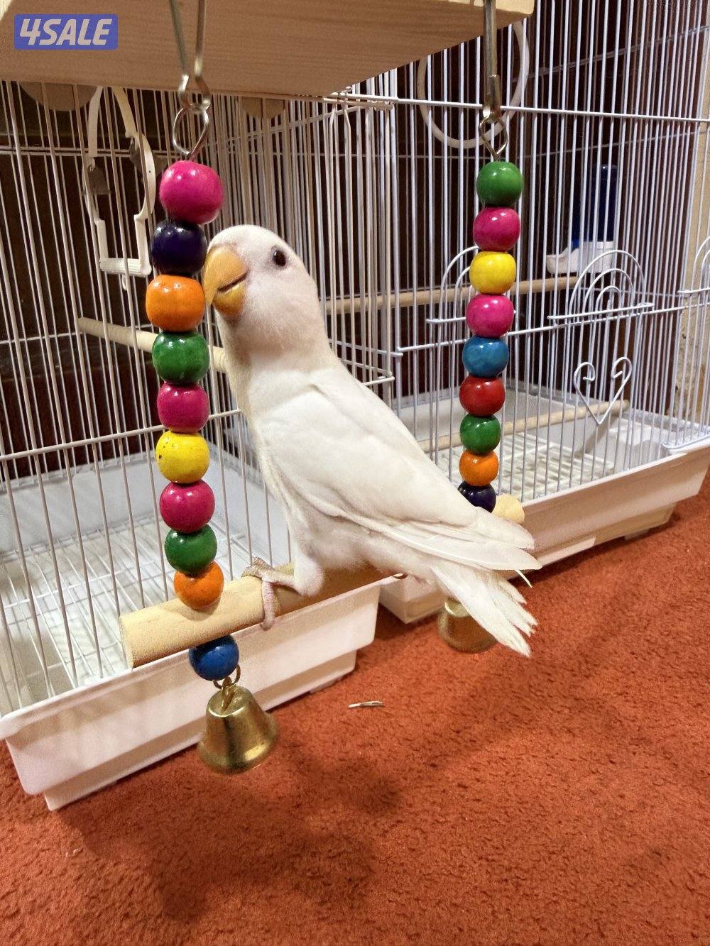 للبيع لوفبيرد ربوه نهاية عس الطير يصلح حق اليهال والكبار4