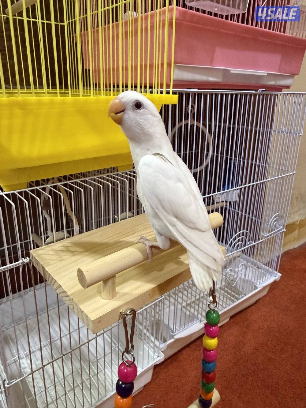 للبيع لوفبيرد ربوه نهاية عس الطير يصلح حق اليهال والكبار15