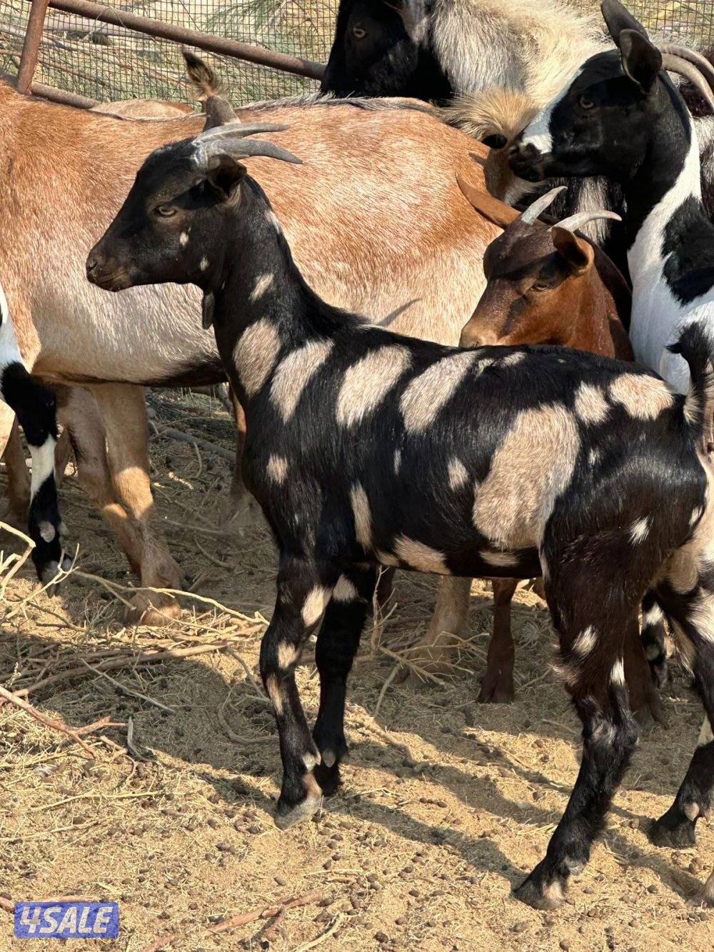 تيوس بربرية لحم لحم0