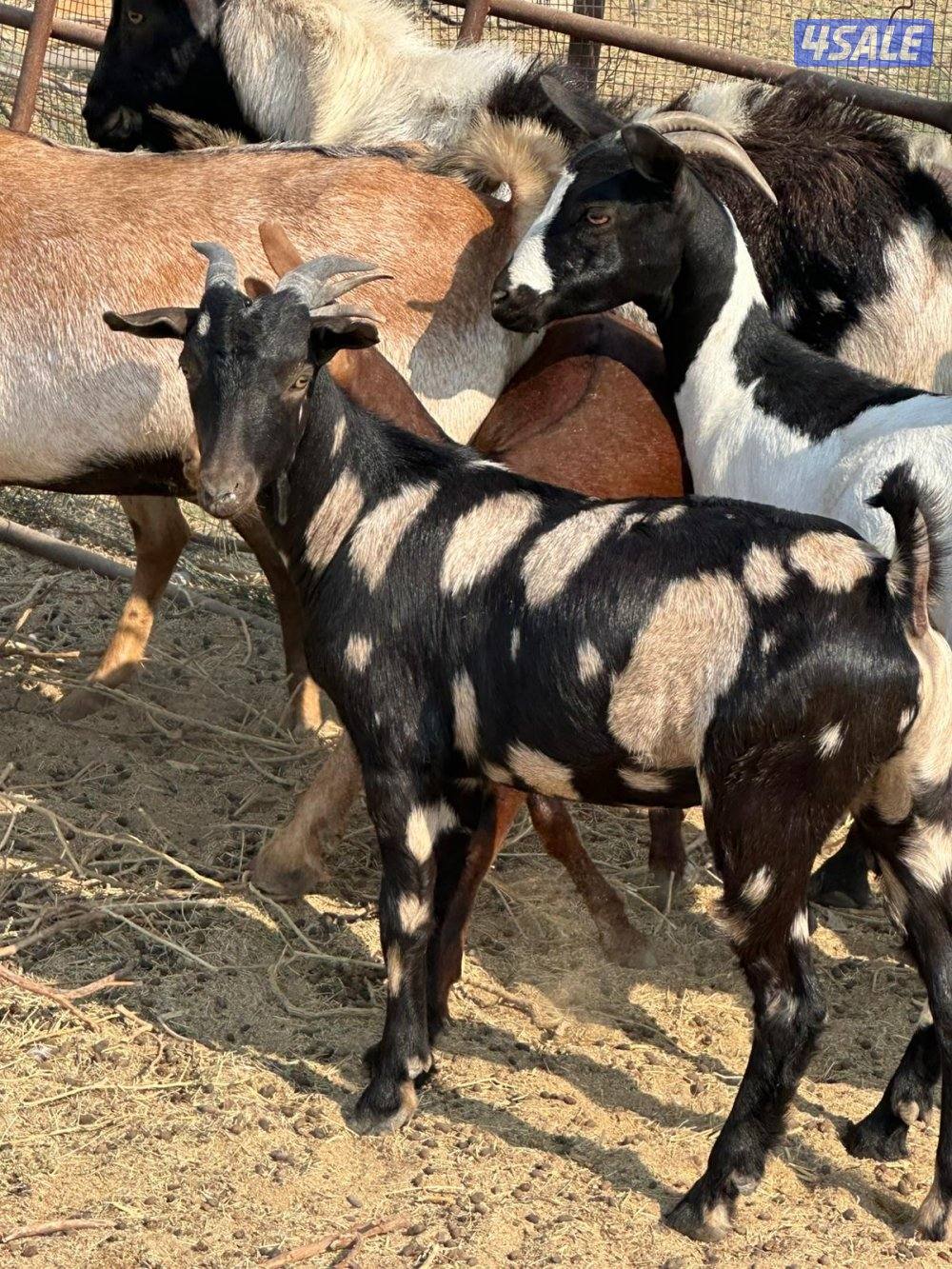 تيوس بربرية لحم لحم1