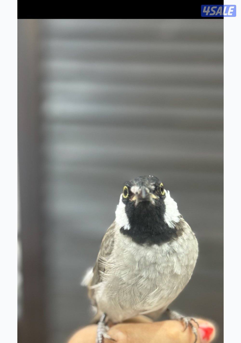 Bulbul bird2