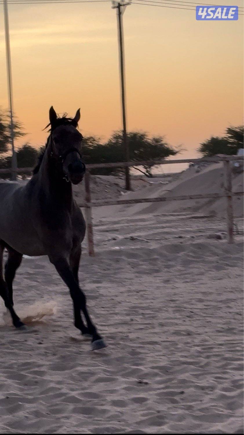 للبيع فرس فرنسيه مواليد ٢٠٢٣ على السوم0