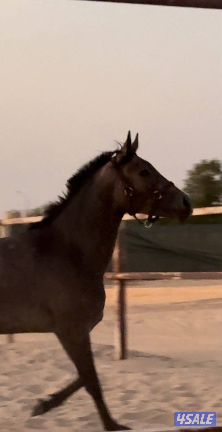 للبيع فرس فرنسيه مواليد ٢٠٢٣ على السوم2