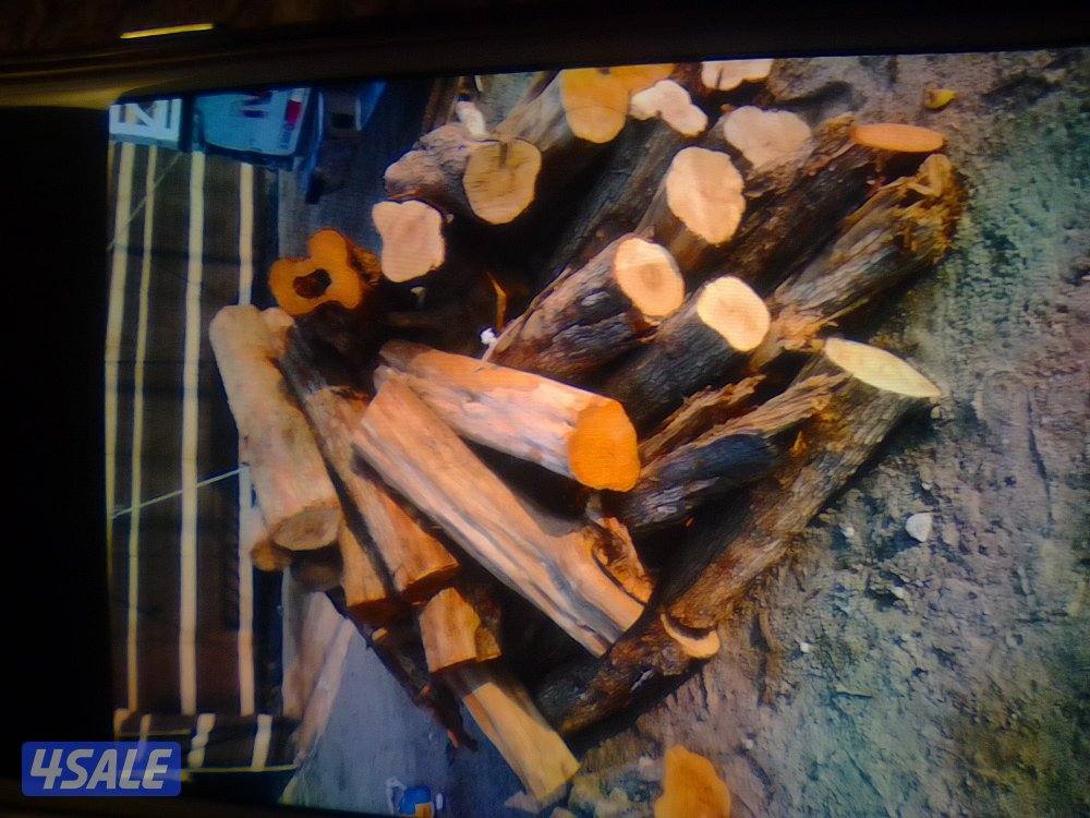 للبيع صفصااف ناشف وكاربس10