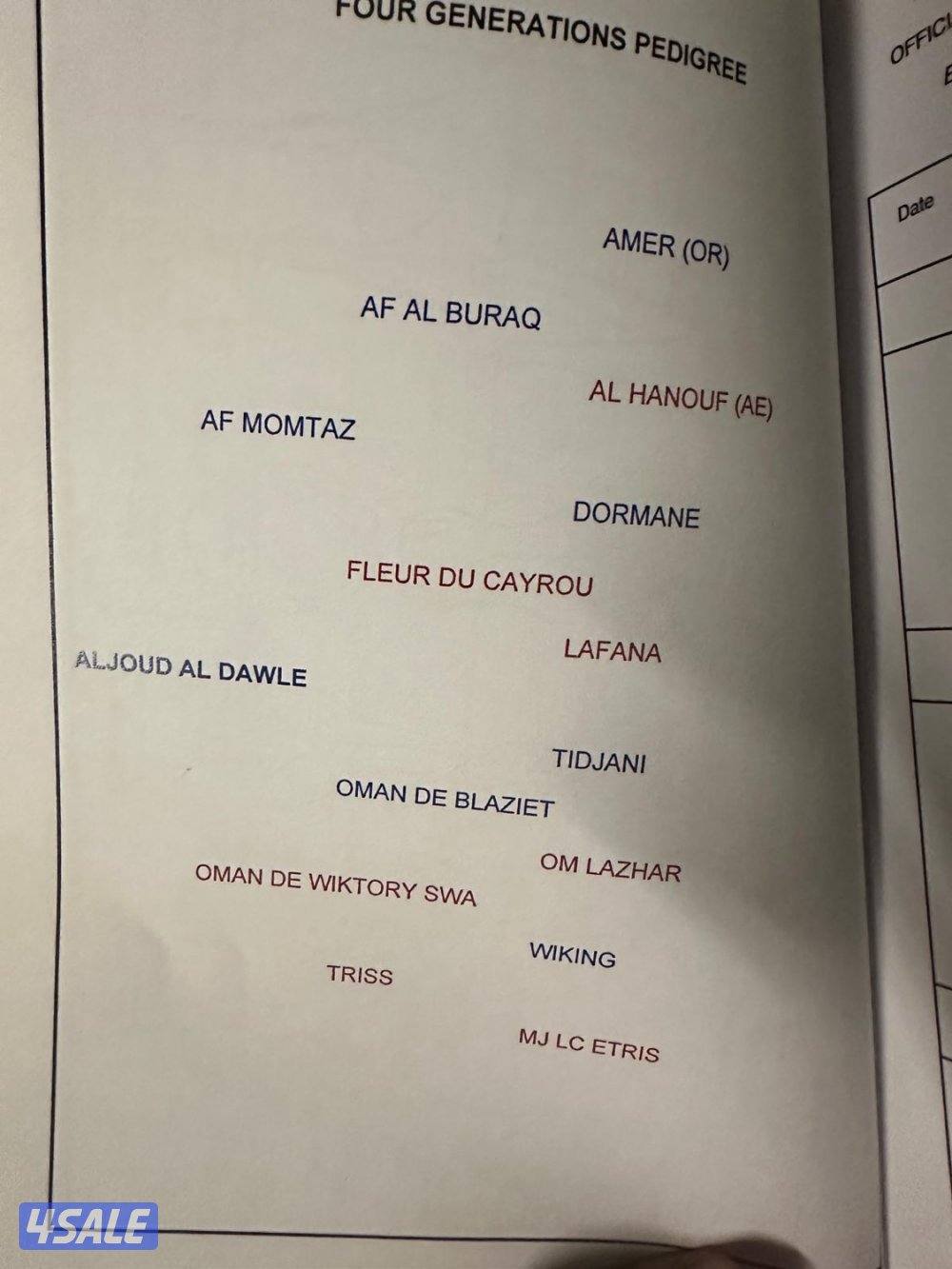 للبيع فرس فرنسيه مواليد ٢٠٢٣ على السوم1