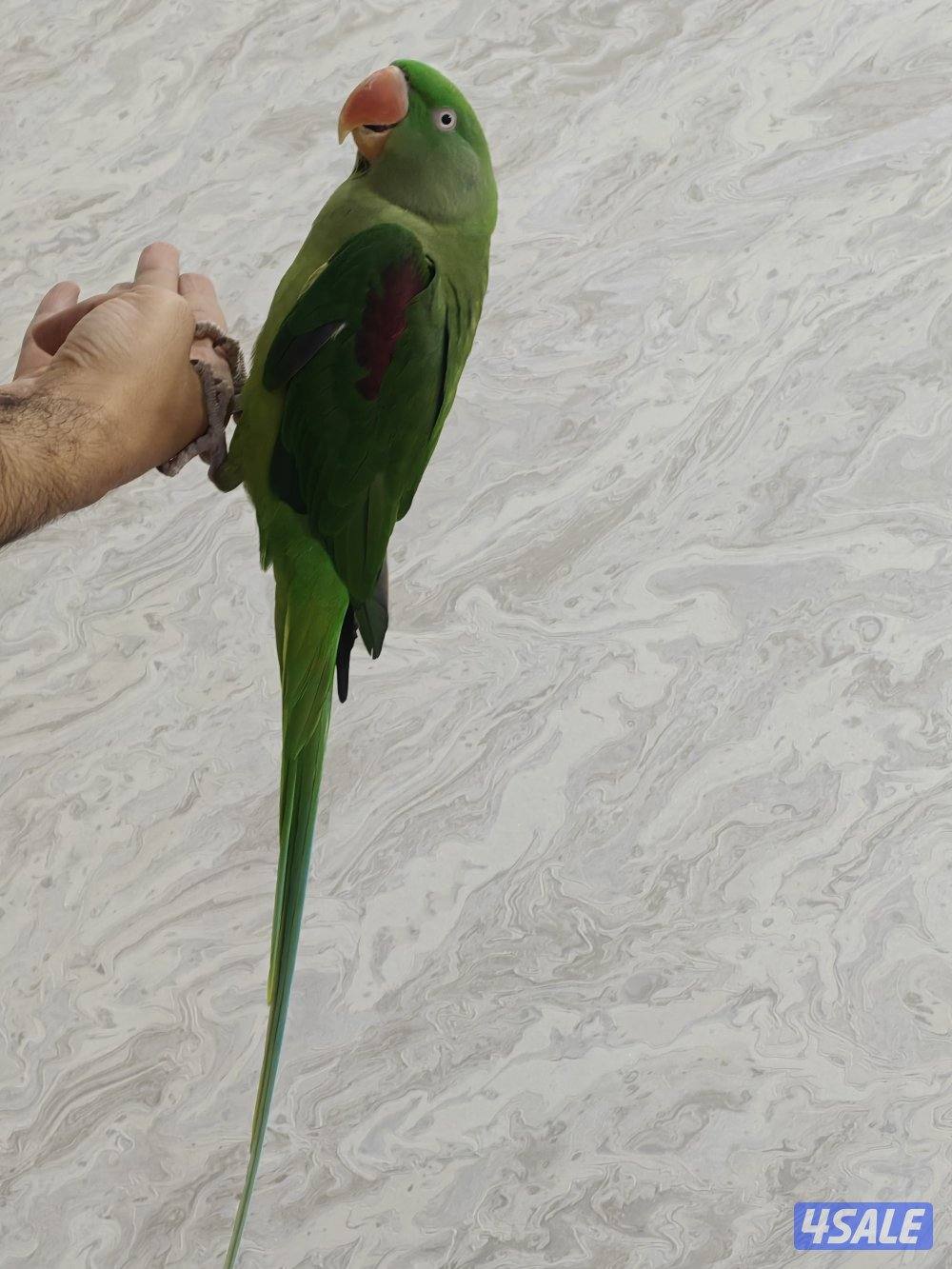 متوه نيبالي0