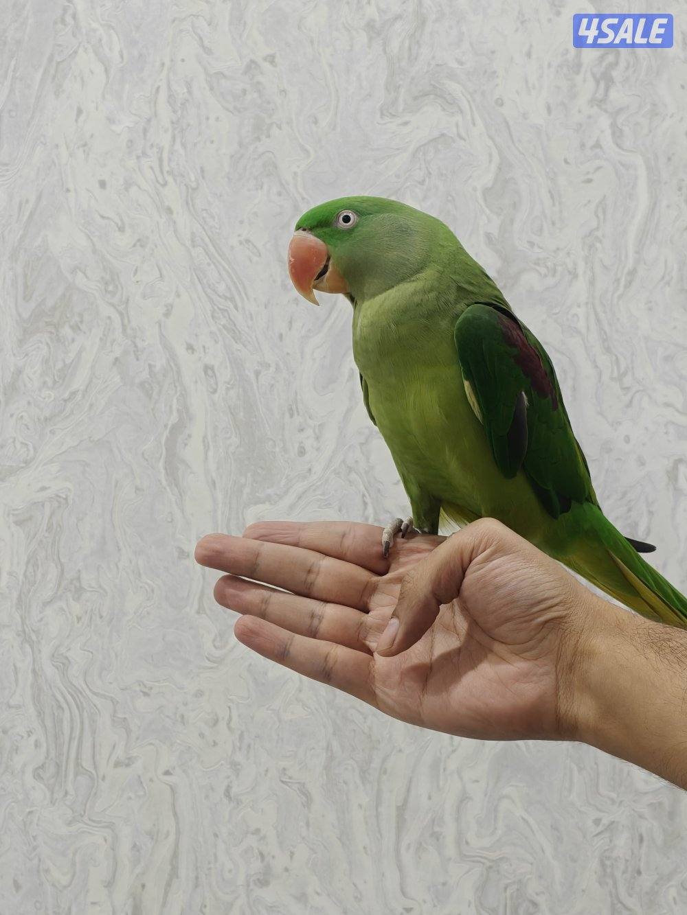 متوه نيبالي2