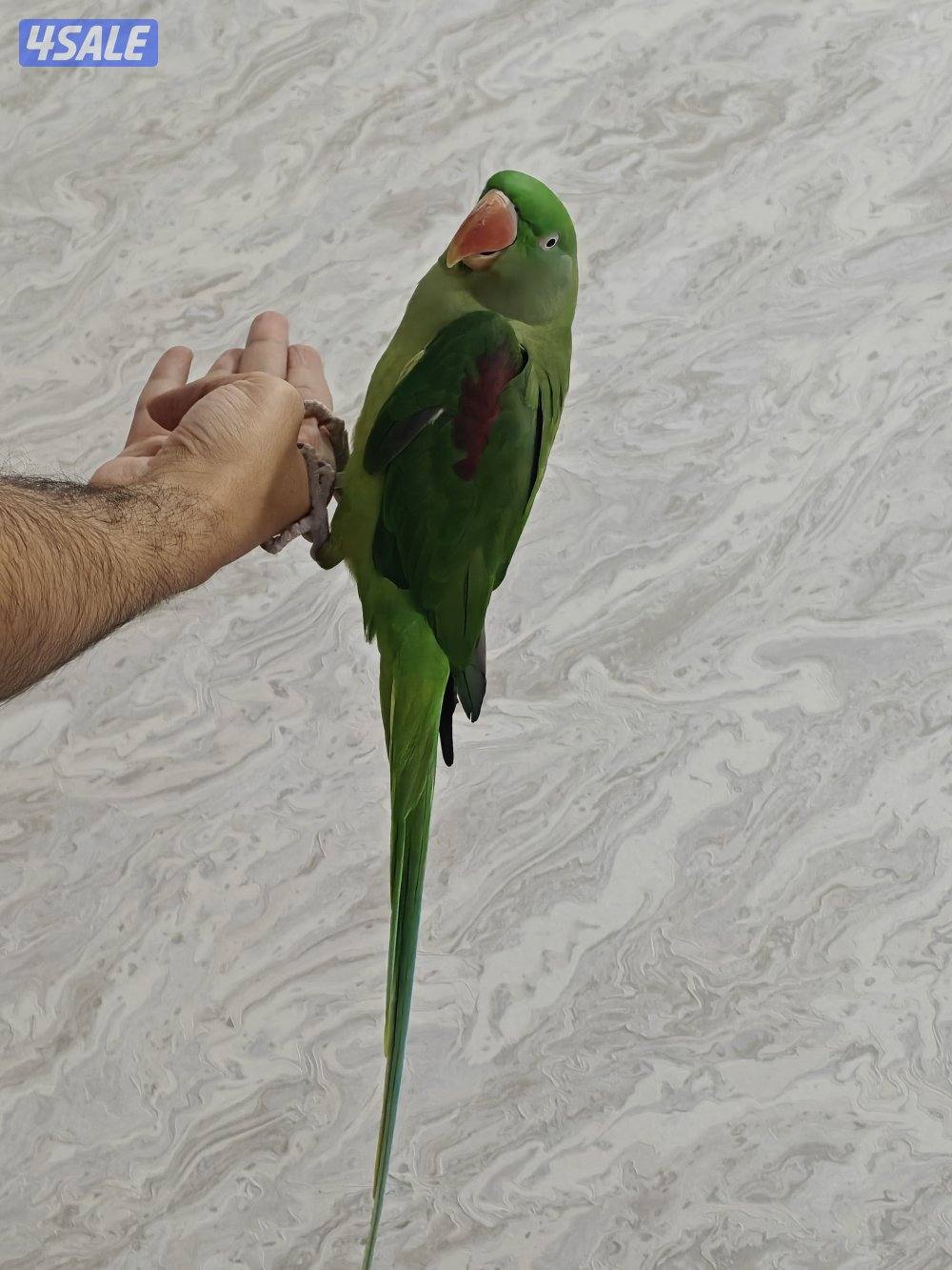 متوه نيبالي1