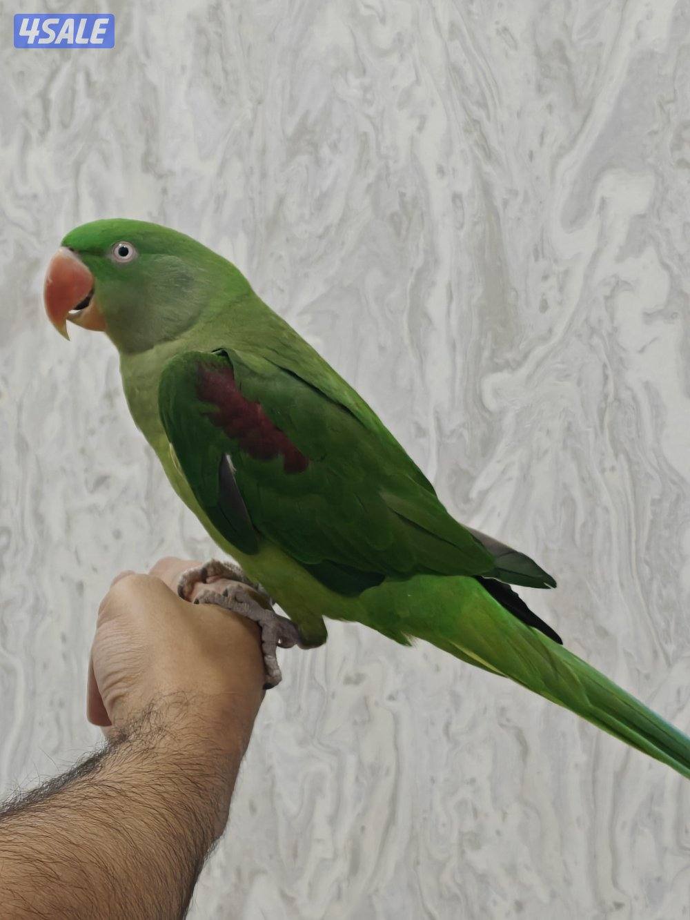 متوه نيبالي3