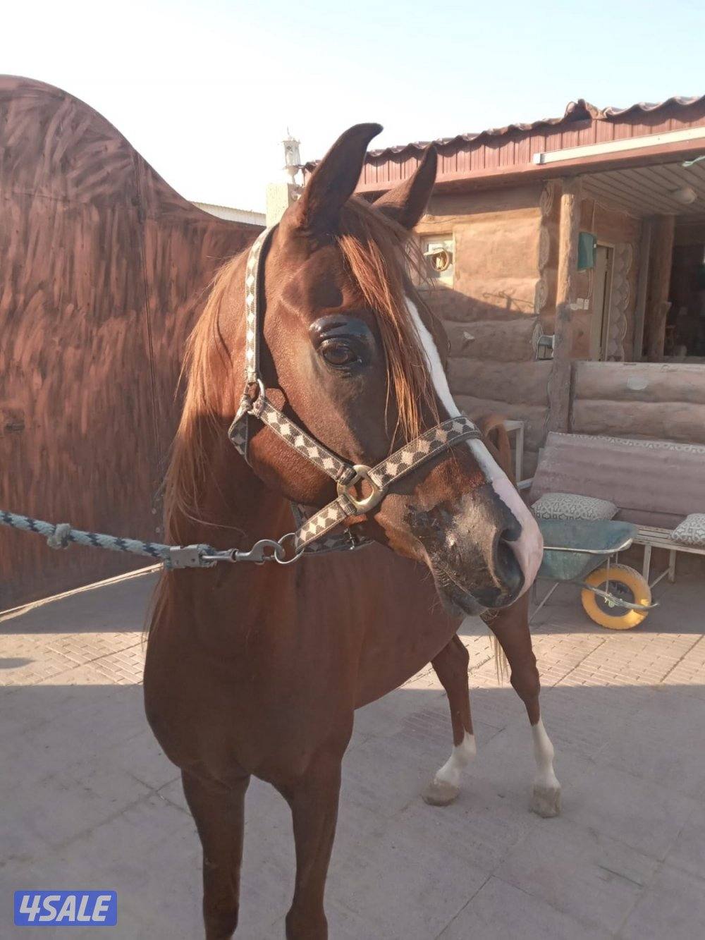 فحل مكس هادي0