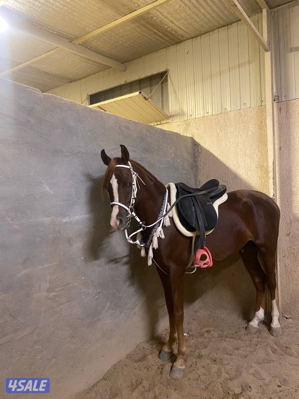 فحل مكس هادي1