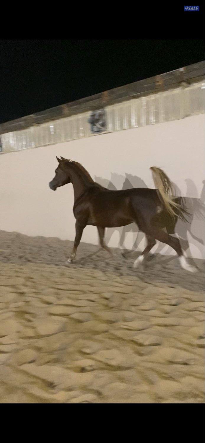 فحل مكس هادي2