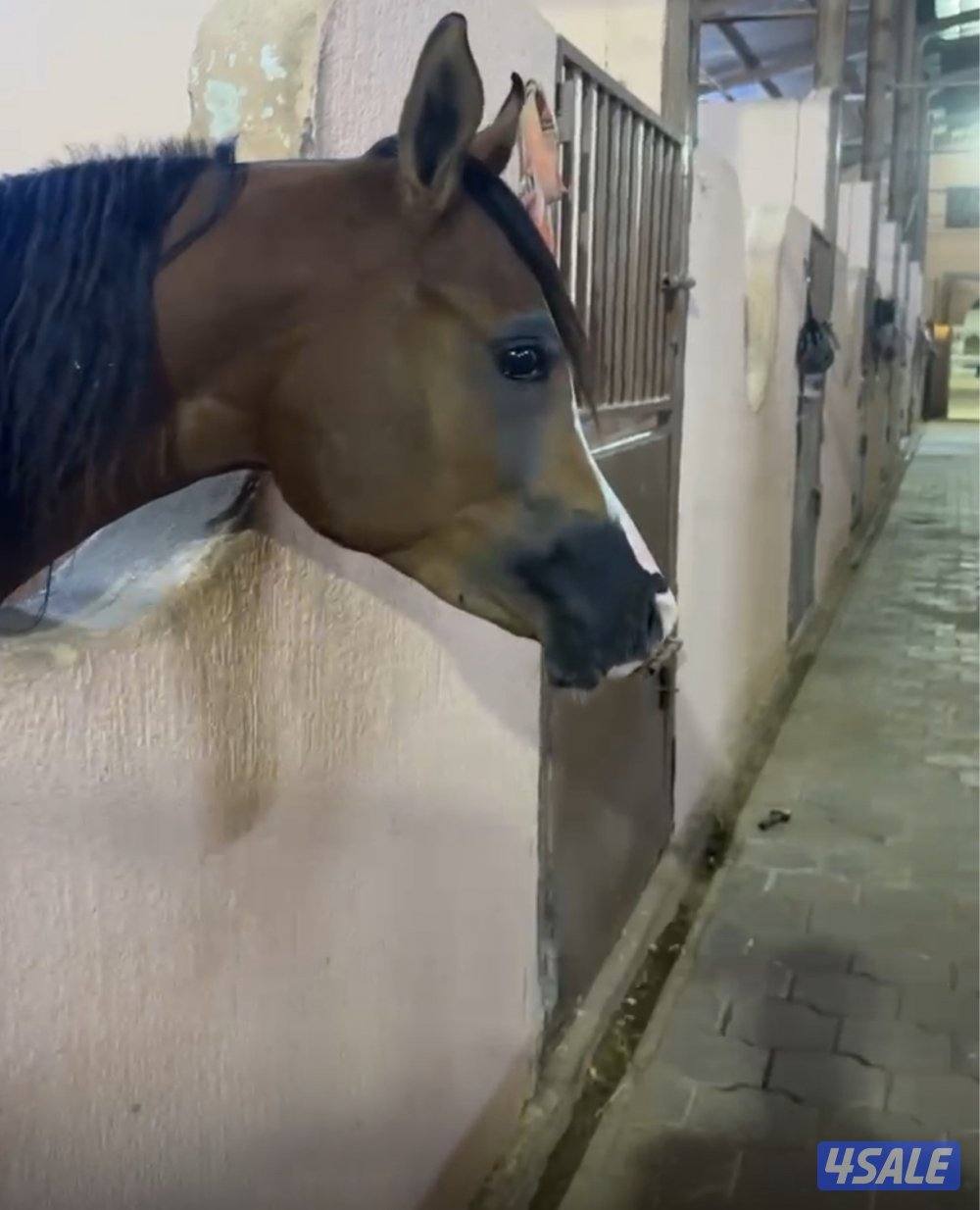 مهرة بولش فاخرة جداً0