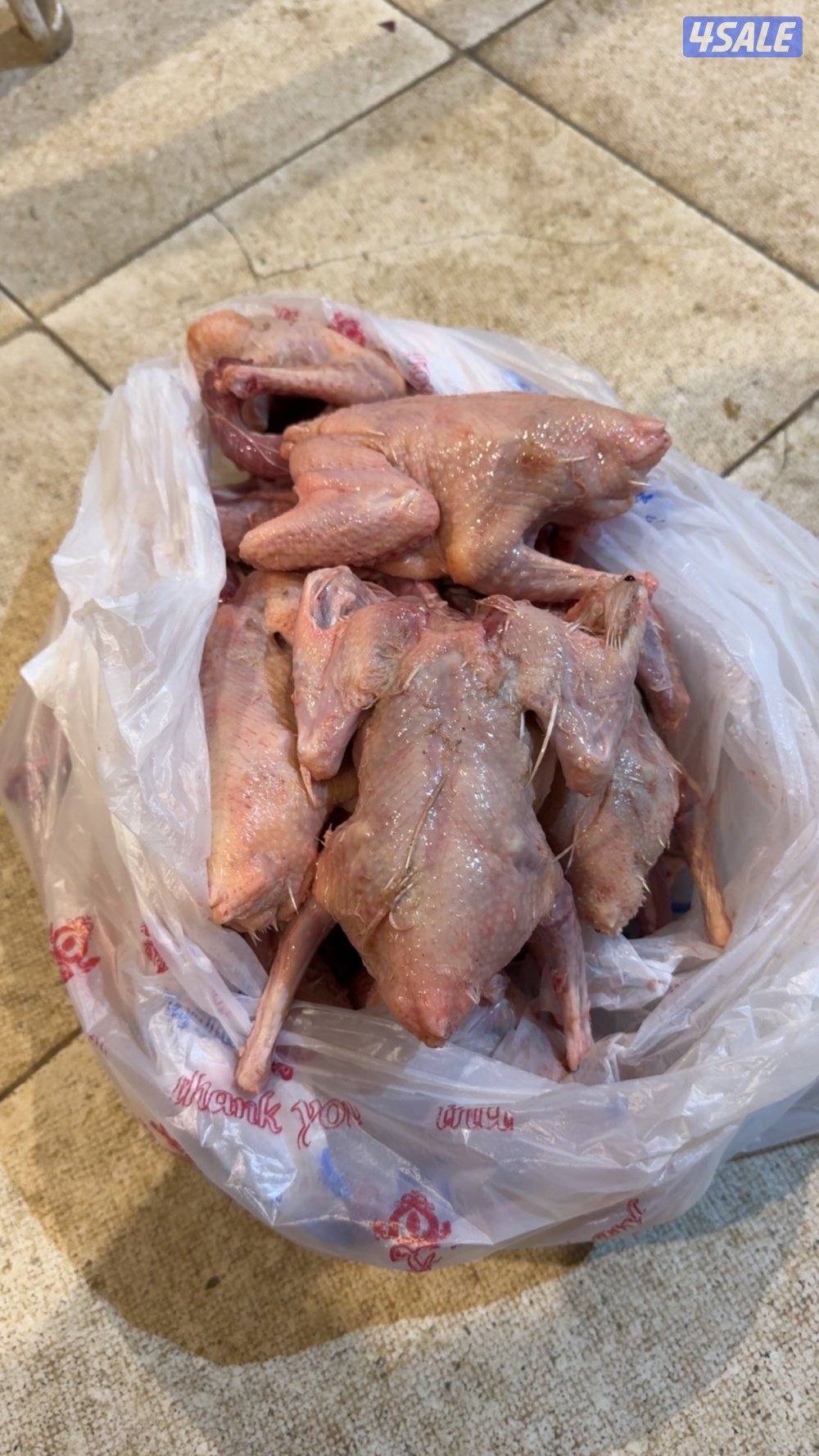 فروخ زاجل و لاحم فرنسي ذبح1