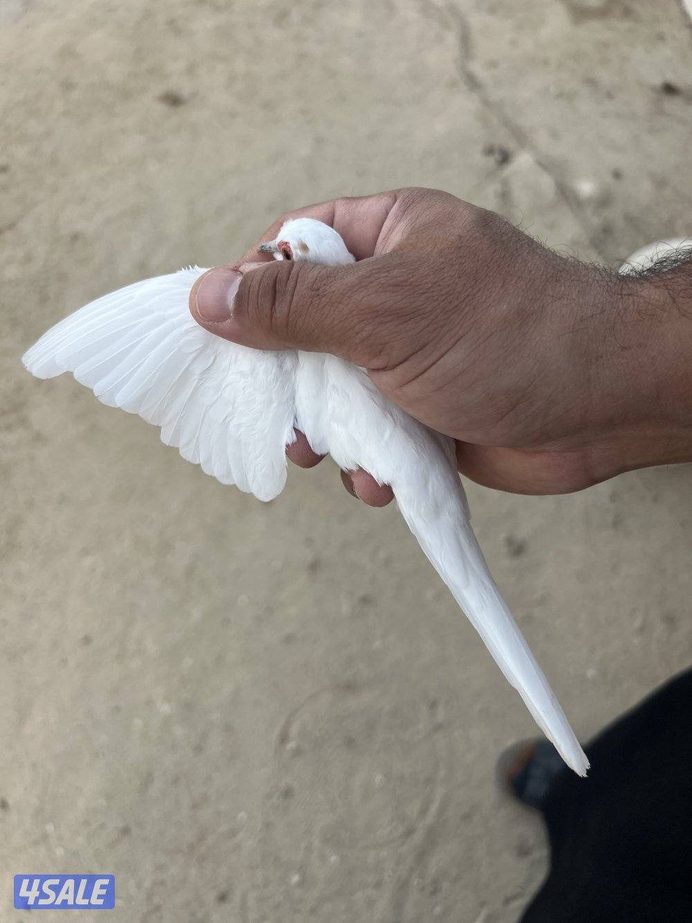 البيع يمام دف1