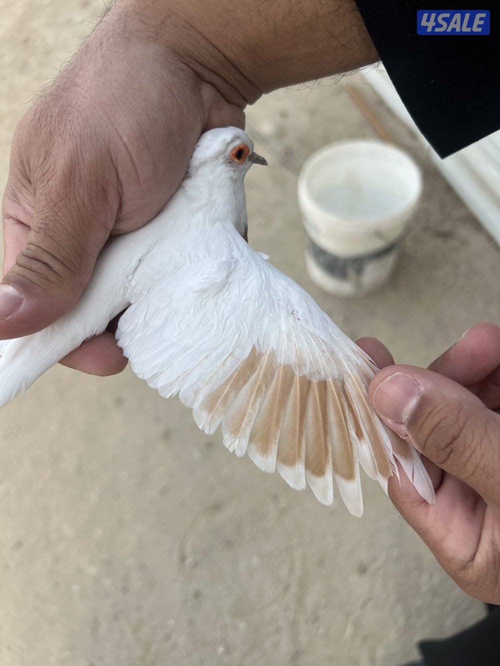 البيع يمام دف2