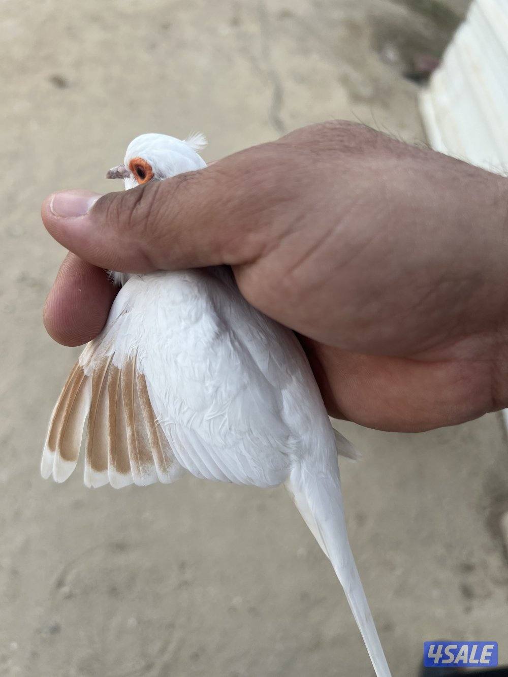 البيع يمام دف3