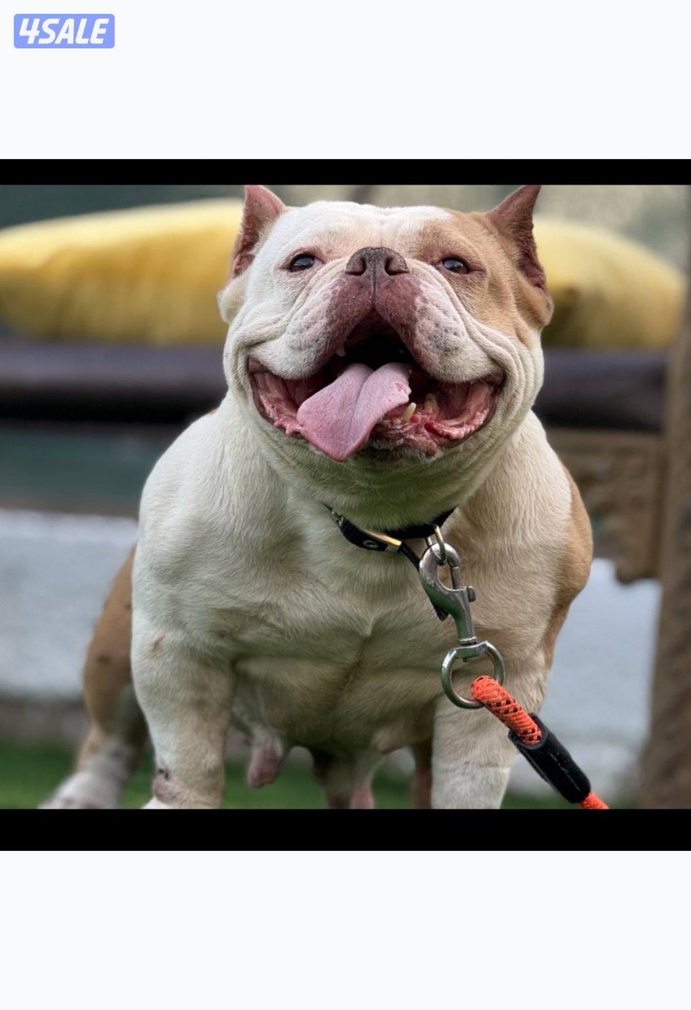 للبيع نثيه اميركان بولي (مايكرو) مع بدقري امريكي دم ابطال0