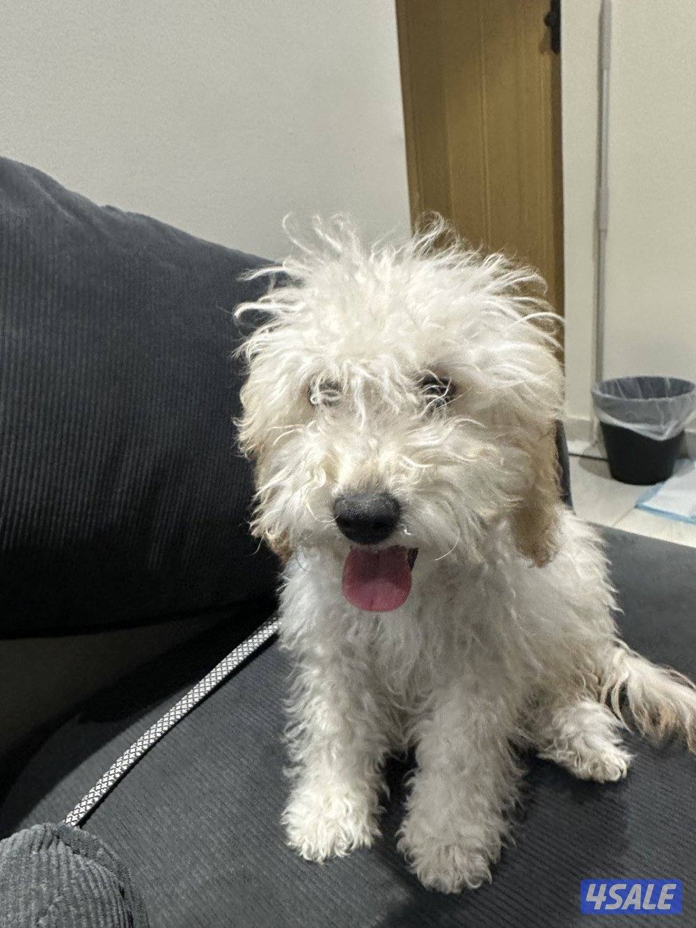 العارضية السكنية2