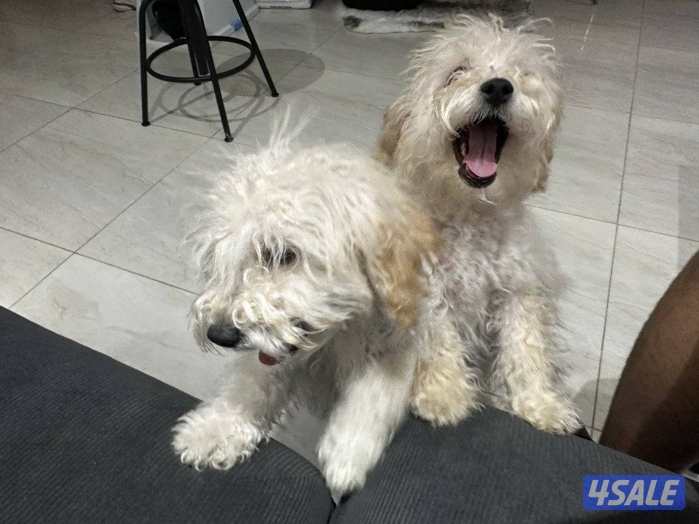 العارضية السكنية1