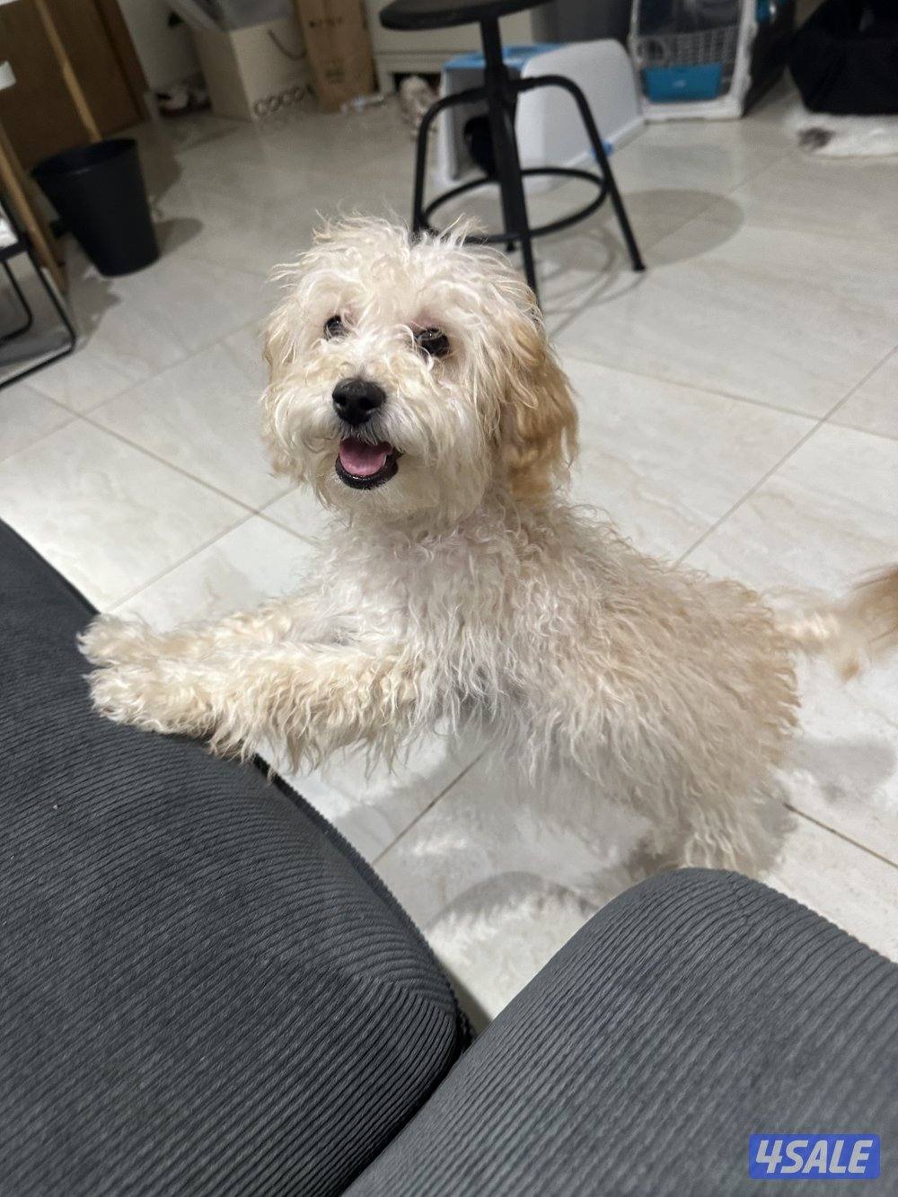 العارضية السكنية3