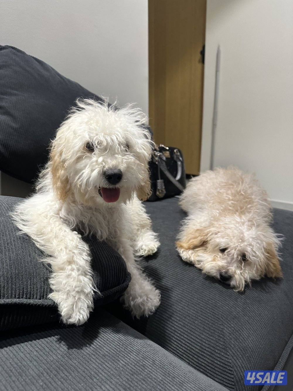 العارضية السكنية0