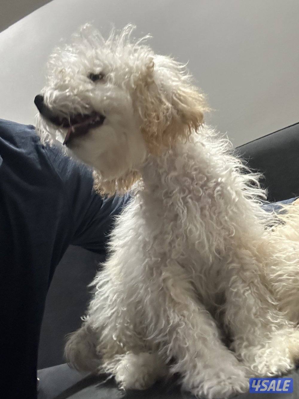 العارضية السكنية4