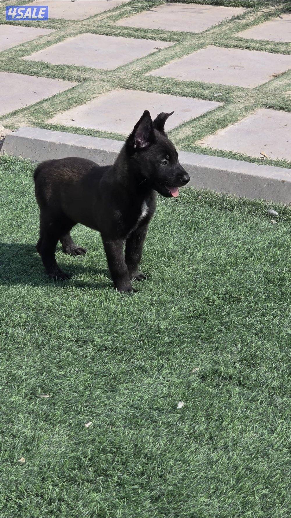 للبيع جراء مالينو مكسيكي الغامج0