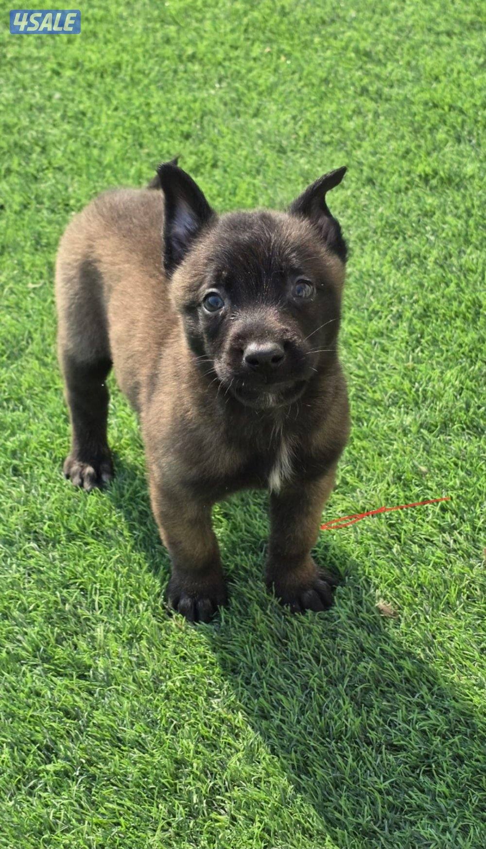 للبيع جراء مالينو مكسيكي الغامج4