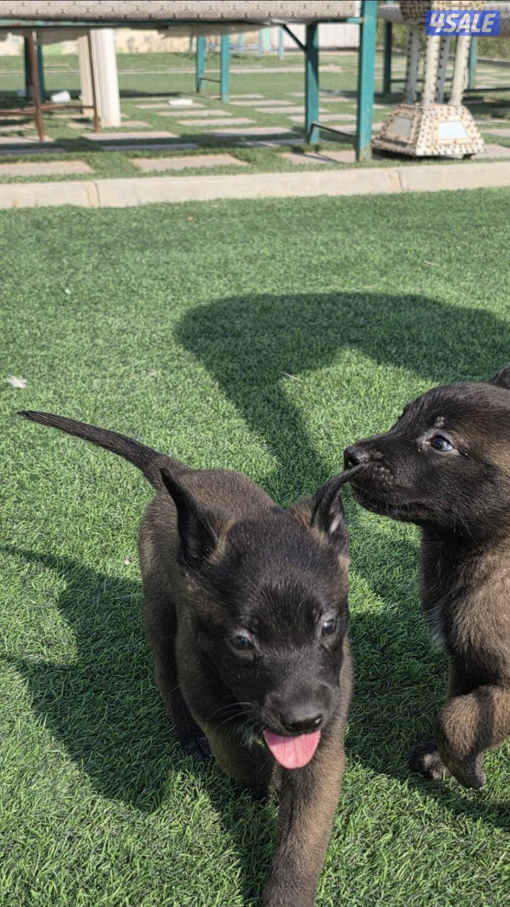 للبيع جراء مالينو مكسيكي الغامج6