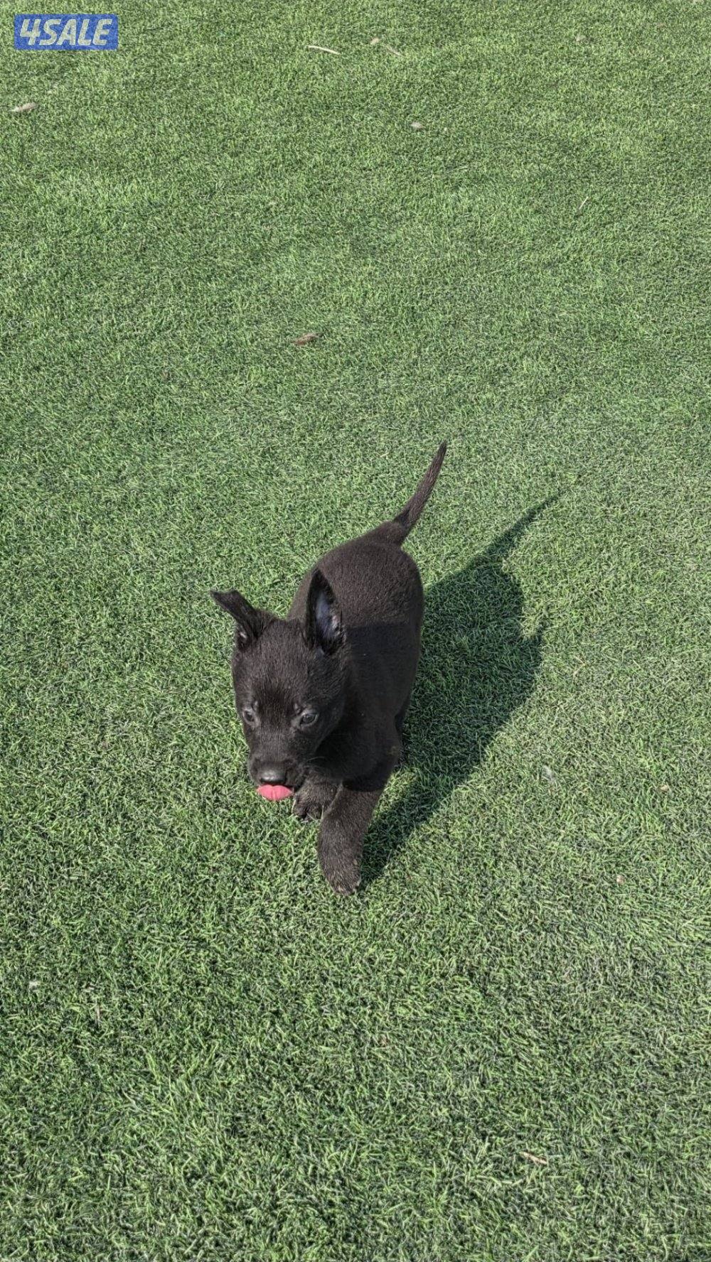 للبيع جراء مالينو مكسيكي الغامج7