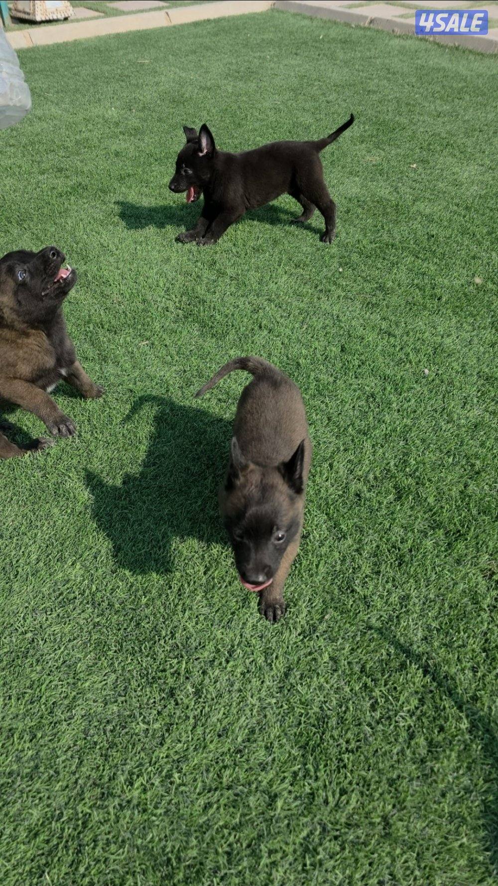 للبيع جراء مالينو مكسيكي الغامج8